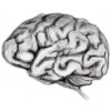BrainPowered