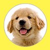 Puppystream