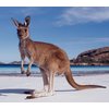 Silicon Beach OZ