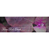 farm red orach