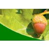 Acorn Art Galleries