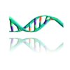 Double Helix