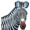Project Zebra