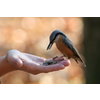 ANIMATE AND SAVE WILDLIFE