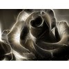 Blk Rose