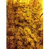 Sin City Clones