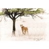 Raintree Luxury Group (Since 1979)