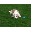 Blue Hound Innovations 